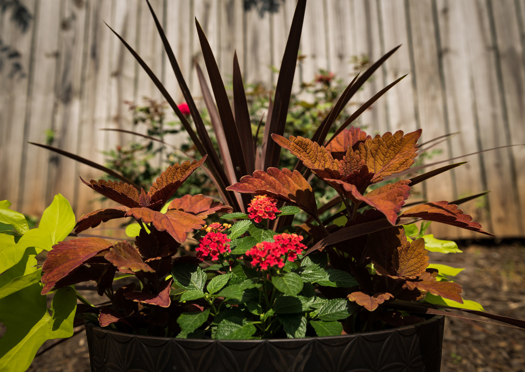 Lisa Swarthout's Garden